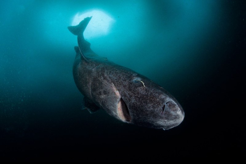 Севрюга (Acipenser stellatus)