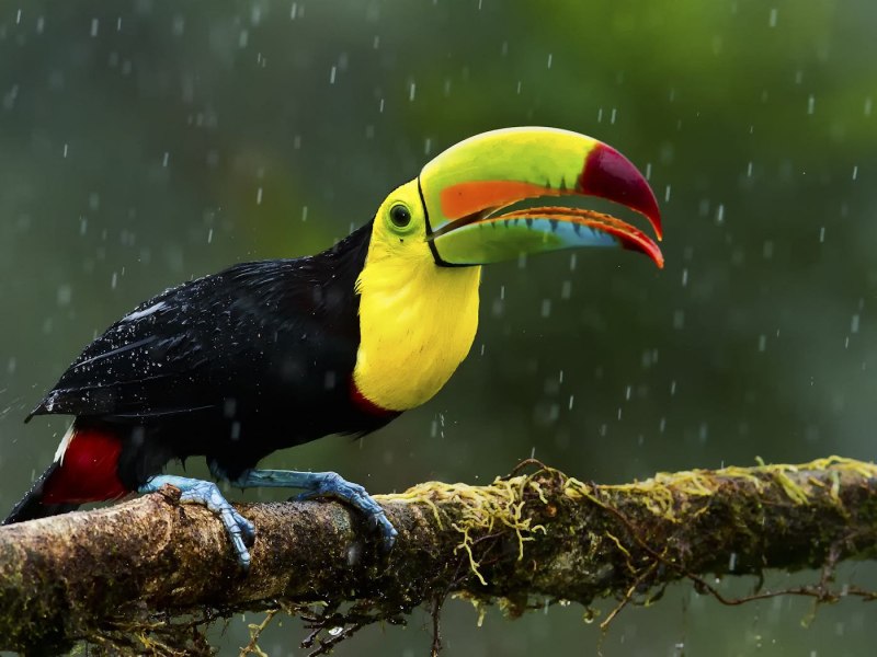 Ramphastos sulfuratus