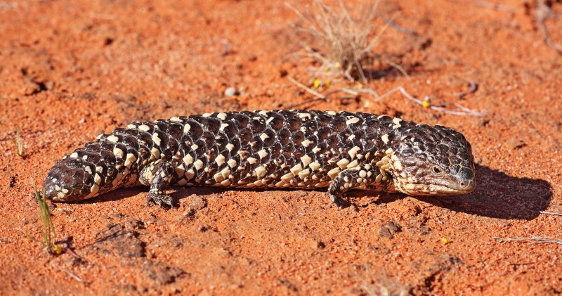 Tiliqua rugosa