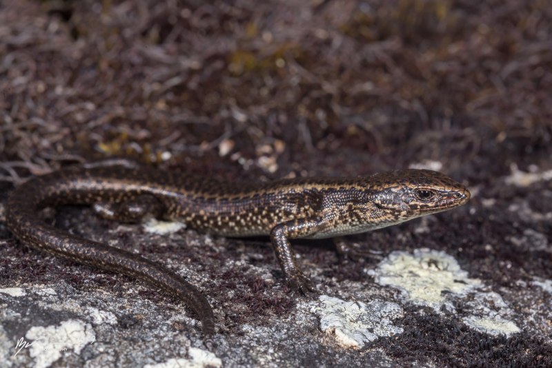 Tiliqua rugosa