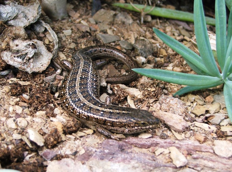 Legless Lizard
