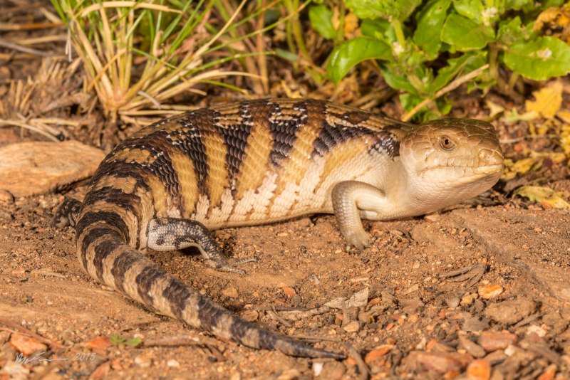 Shinglebacks эт