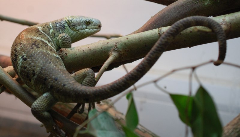 Trachylepis capensis