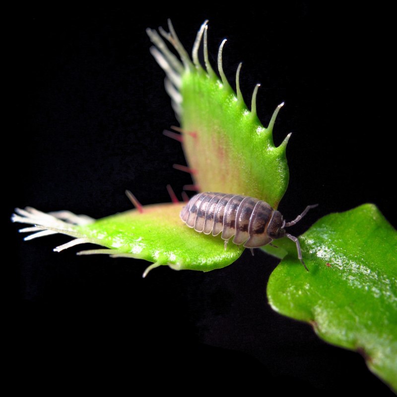 Личинка мухоловки (65 фото)