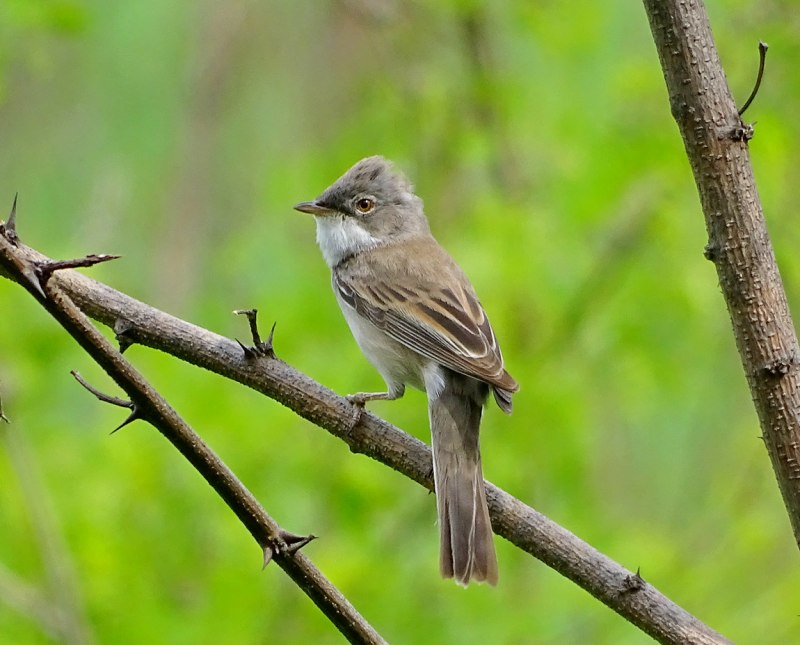 Sylvia communis
