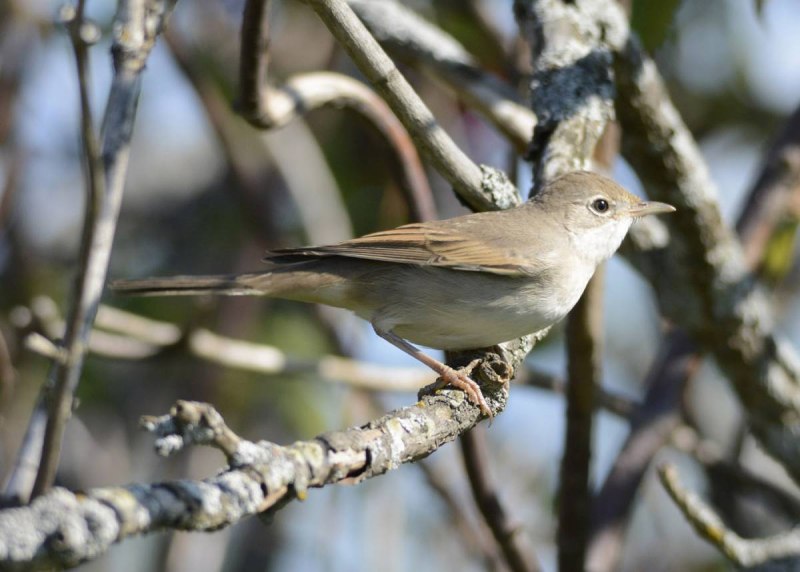 Серая Славка (Sylvia communis)