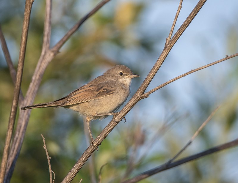 Серая Славка (Sylvia communis)