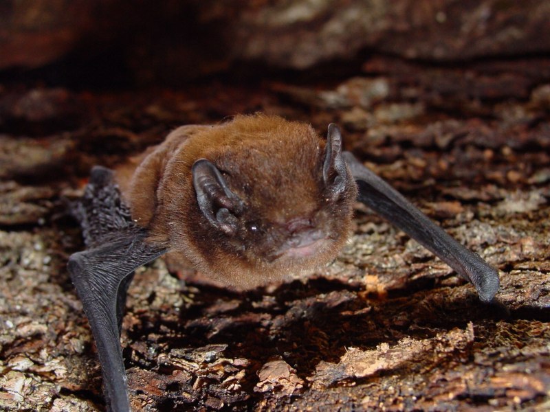 Кожан двухцветный (Vespertilio murinus)