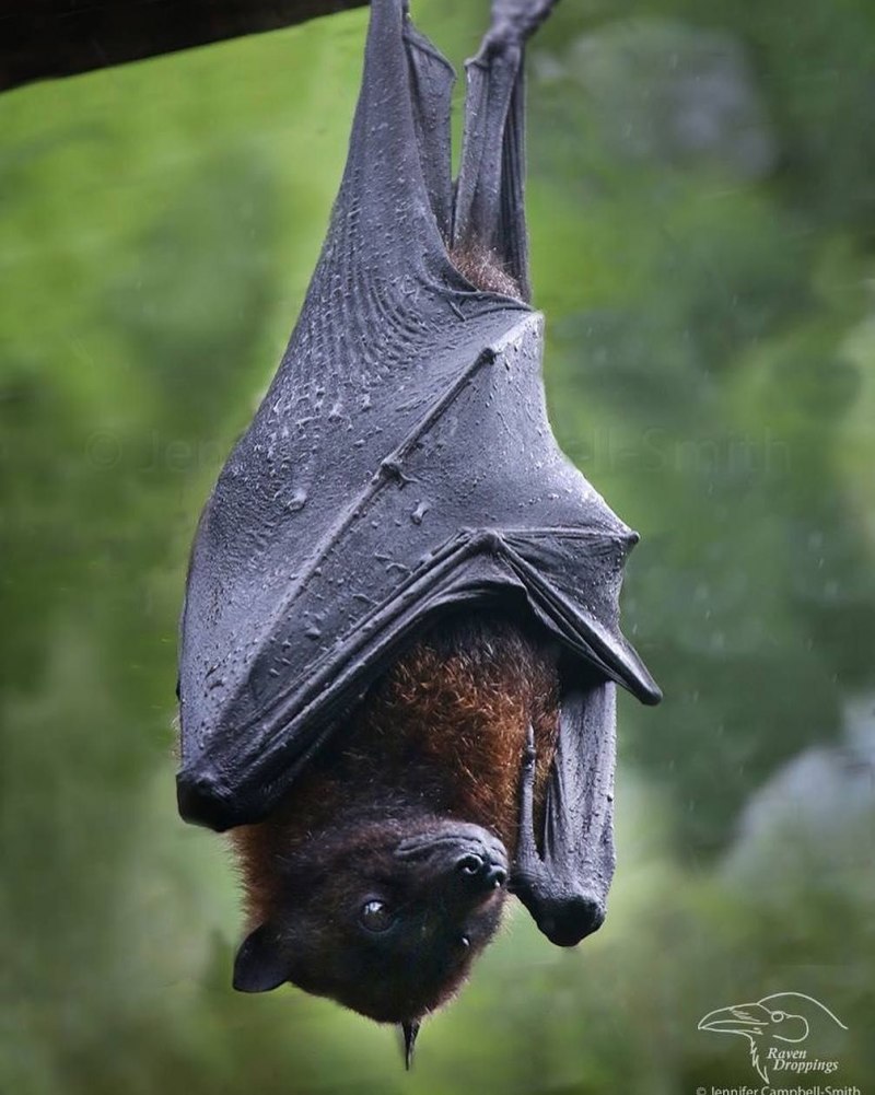 Mariana Fruit bat