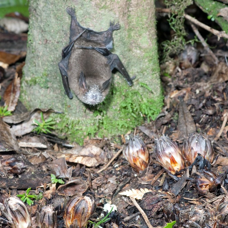 Mystacina miocenalis,