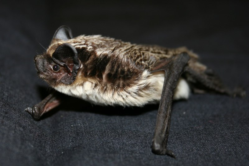Mystacina tuberculata