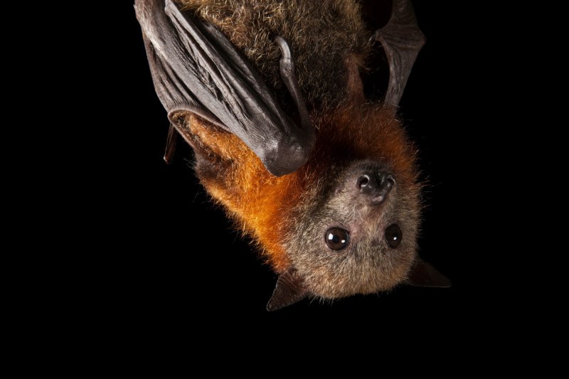 Saccopteryx bilineata