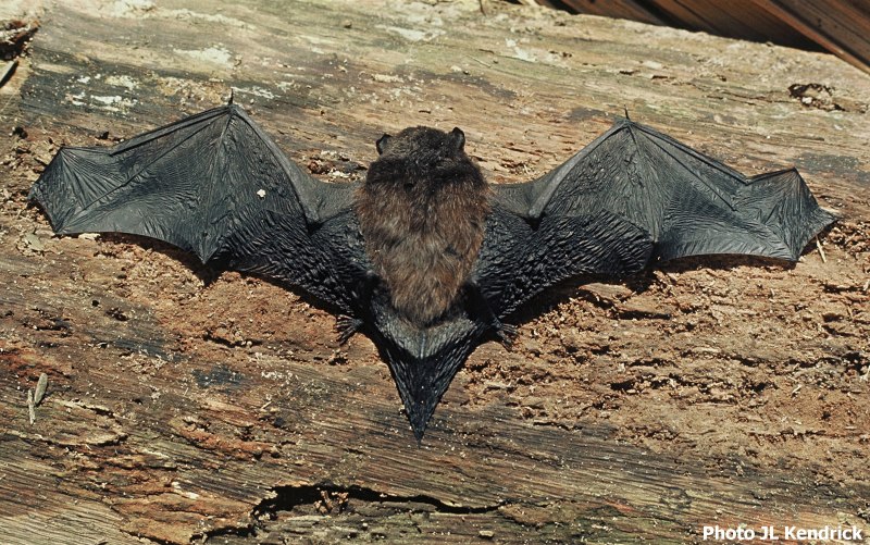 Chalinolobus tuberculatus