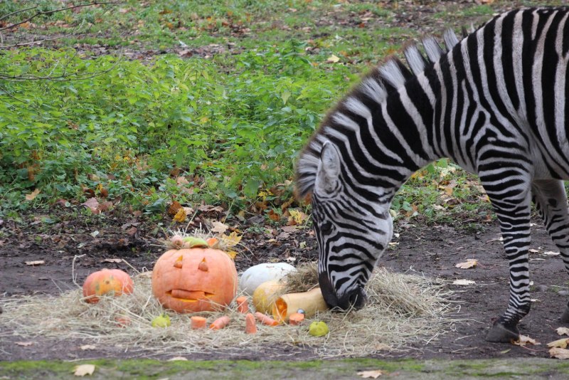 Zebra mating gif