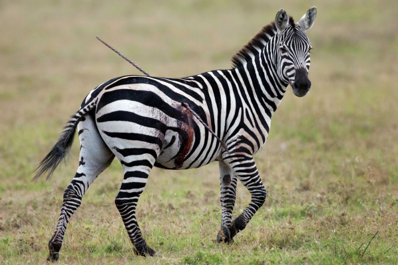 Zebra Black and White