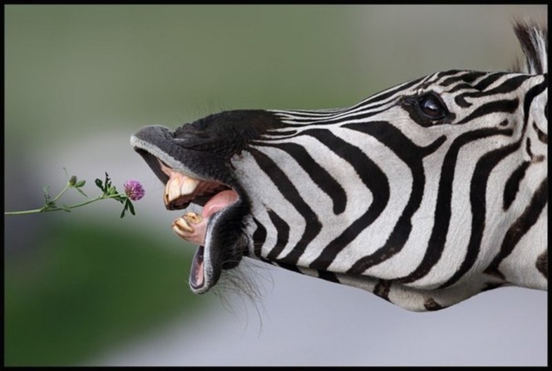 Furry Zebra