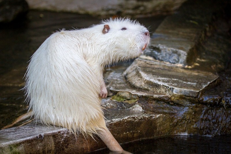 Myocastor coypus нутрия