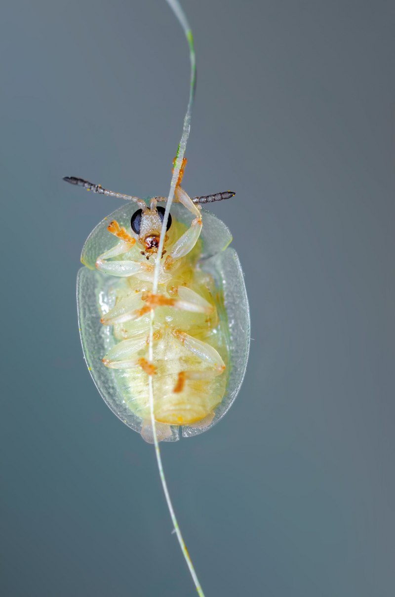 Thyrinteina leucocerae