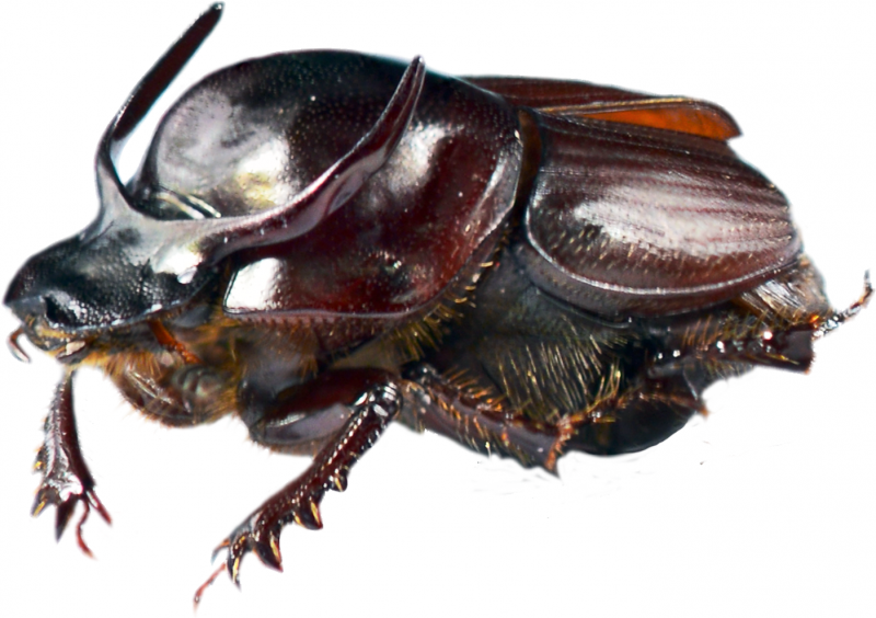 Onthophagus Taurus Жук
