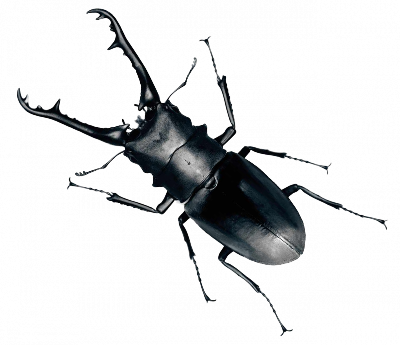 Жук-олень (Lucanus Cervus)