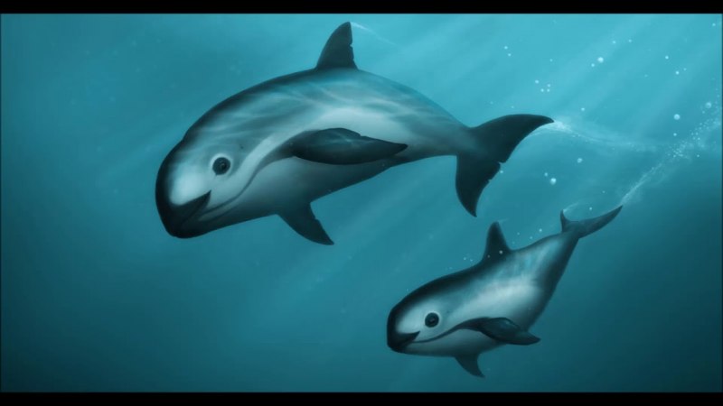 Дельфин Азовка морская свинья