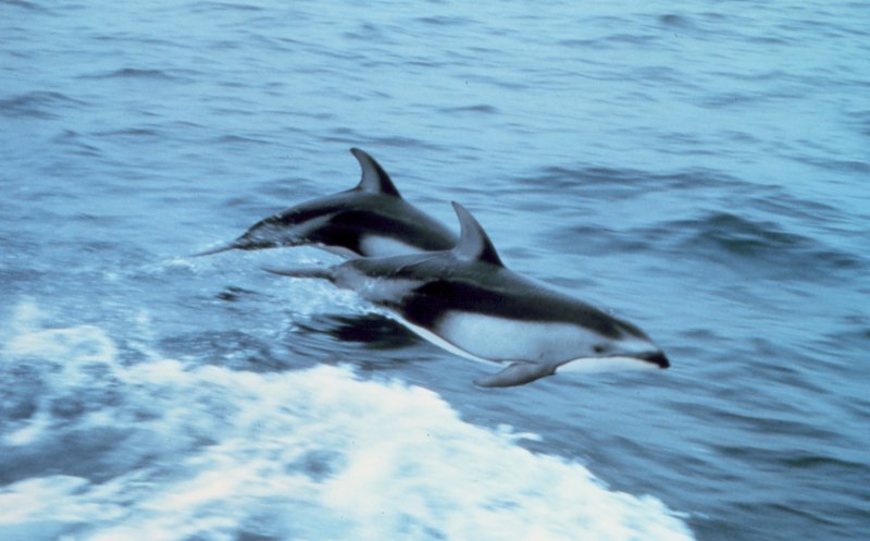 Phocoena Phocoena