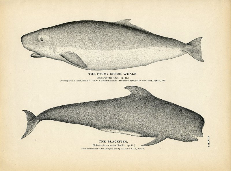 Морская свинья (Phocoena Phocoena)