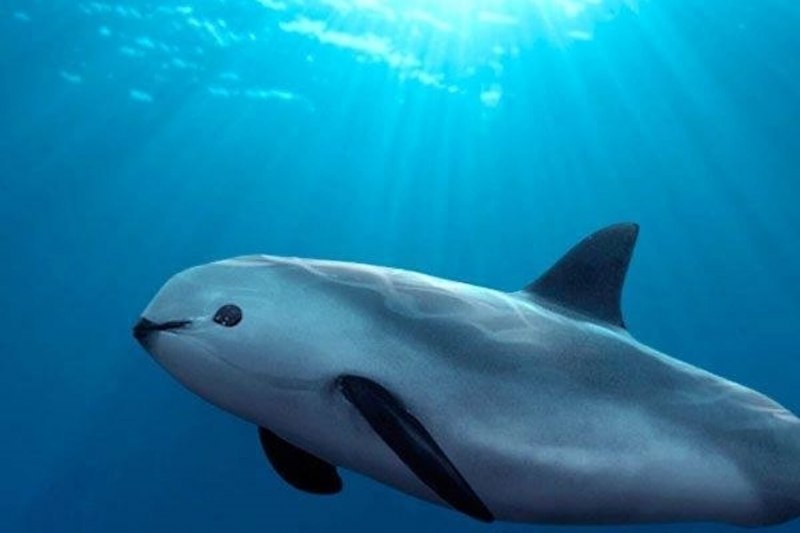 Калифорнийская морская свинья (Vaquita)