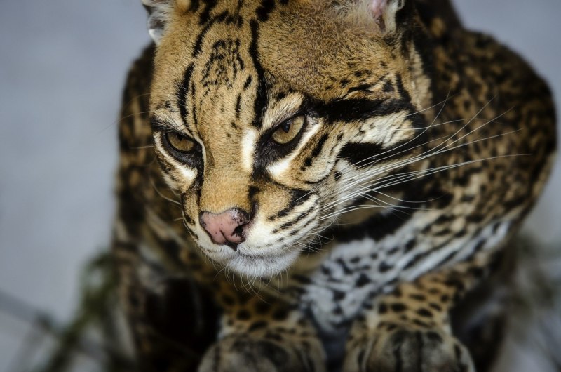 Леопардовая кошка Оцелот