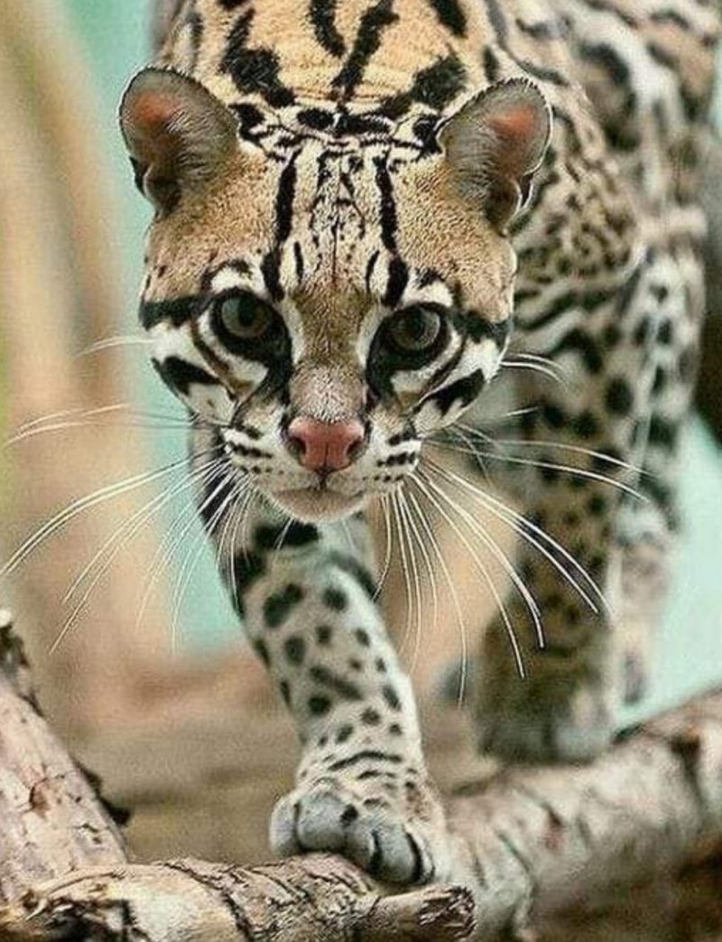 Дикая кошка Оцелот Южной Америки