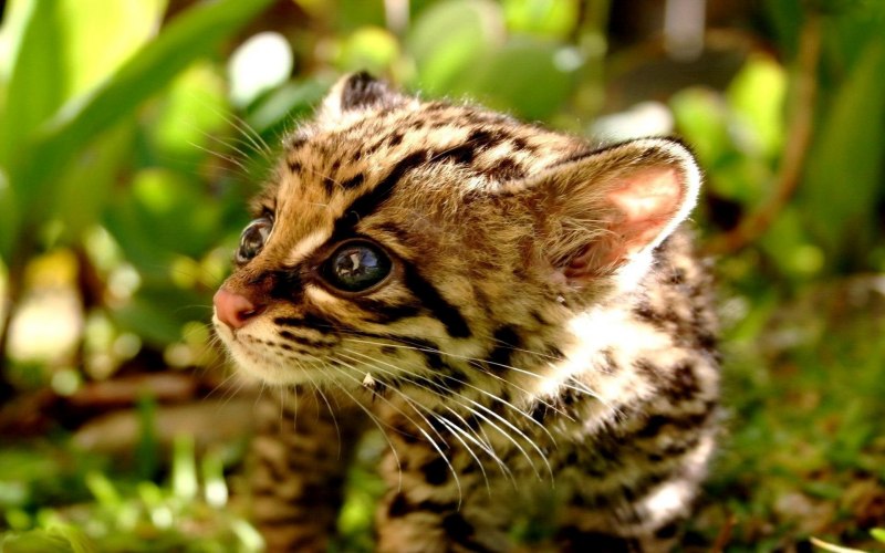 Leopardus pardalis