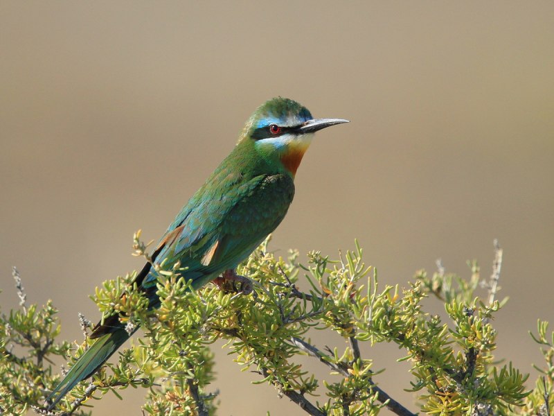 Золотистая щурка merops apiaster