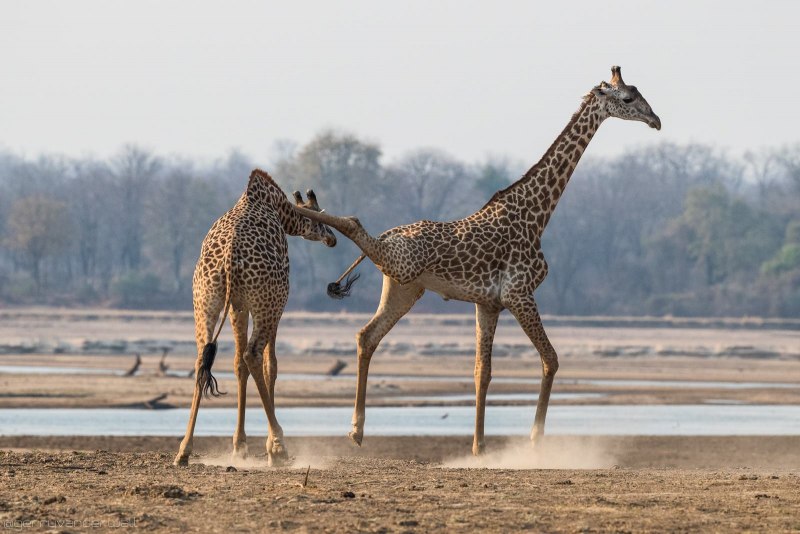 Giraffa Giraffa. Рога