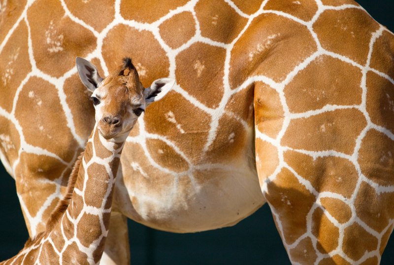 Беременный жираф (57 фото)
