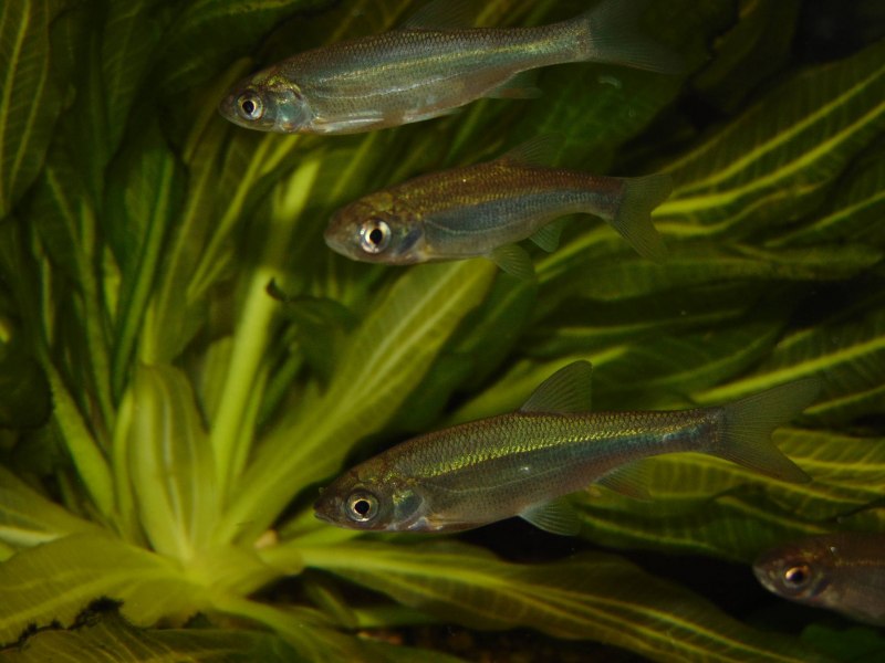 Верховка Leucaspius delineatus