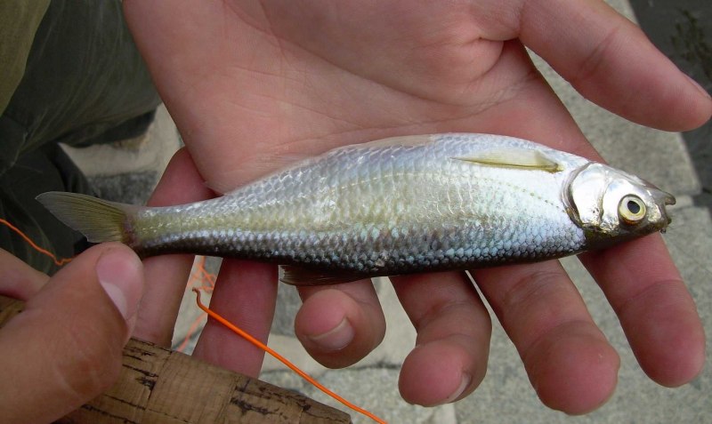 Верховка Leucaspius delineatus