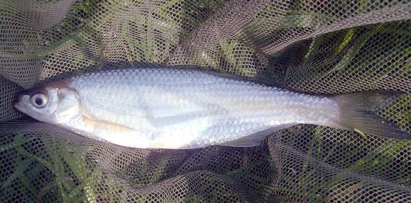 Морская малоротая корюшка