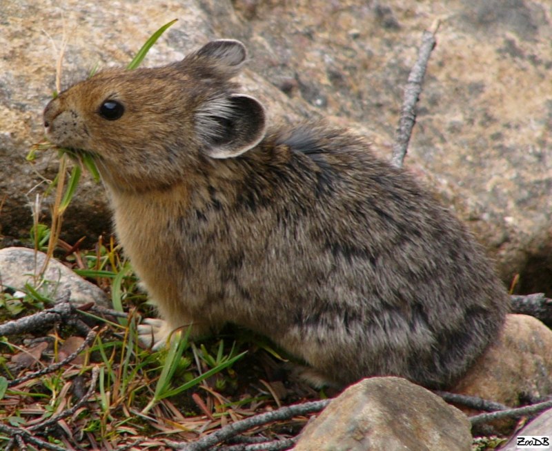 Луговые собачки Северной Америки