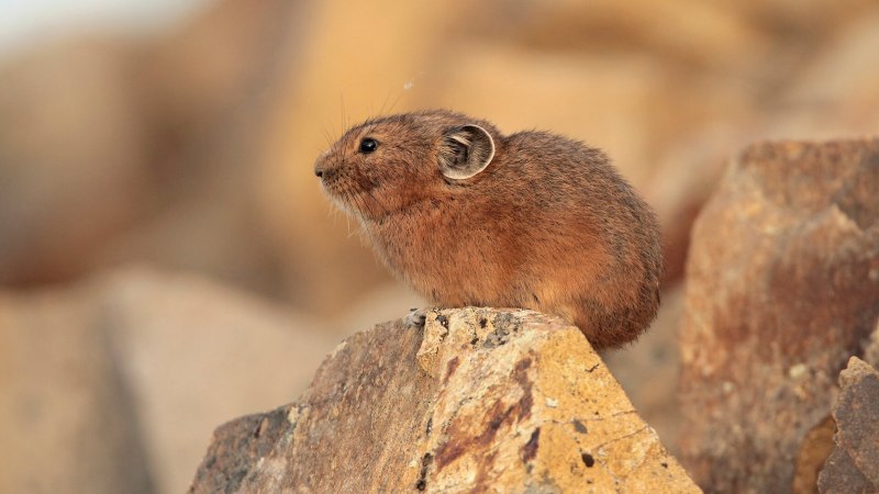 Лесной лемминг (Myopus schisticolor)