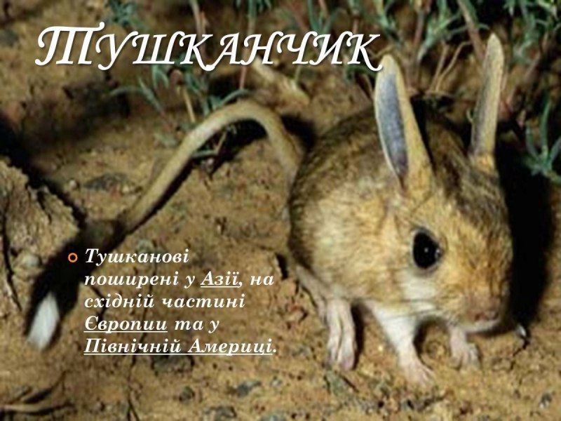Карликовый жирнохвостый тушканчик