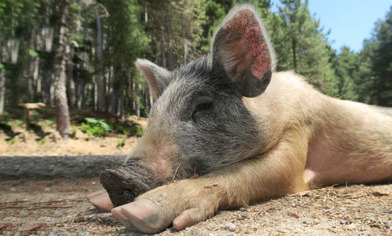 Зеленая древесная свинья (57 фото)