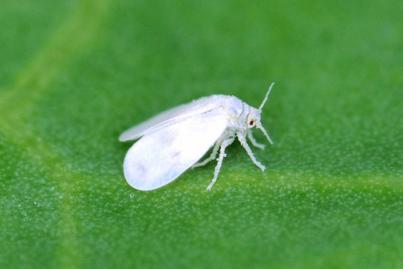 Семейство щитники (Pentatomidae)
