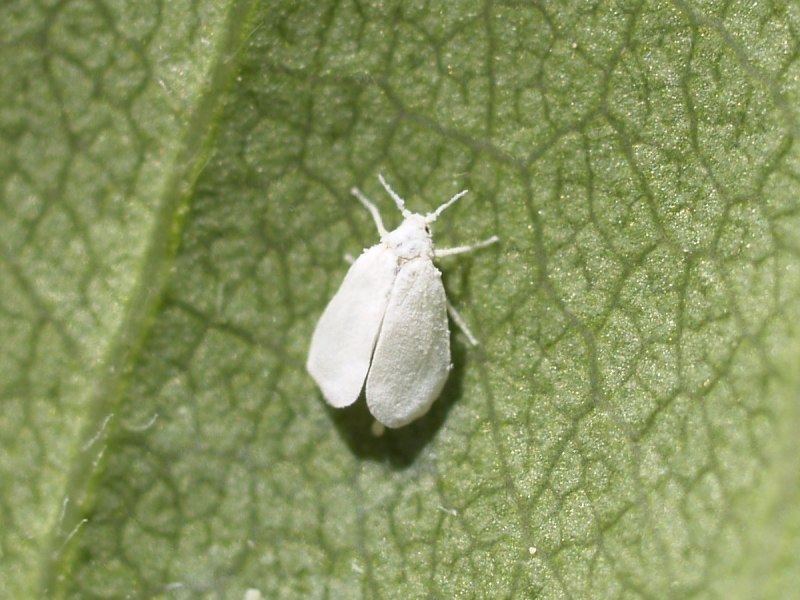 Рапсовый клоп Eurydema oleracea.