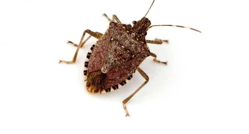 Нимфа клопа Halyomorpha halys
