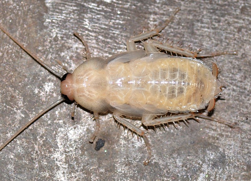Постельный клоп Cimex lectularius (личинки, нимфы)