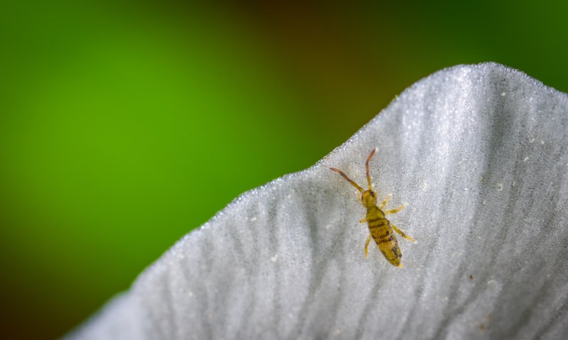 Постельный клоп Cimex lectularius (личинки, нимфы)