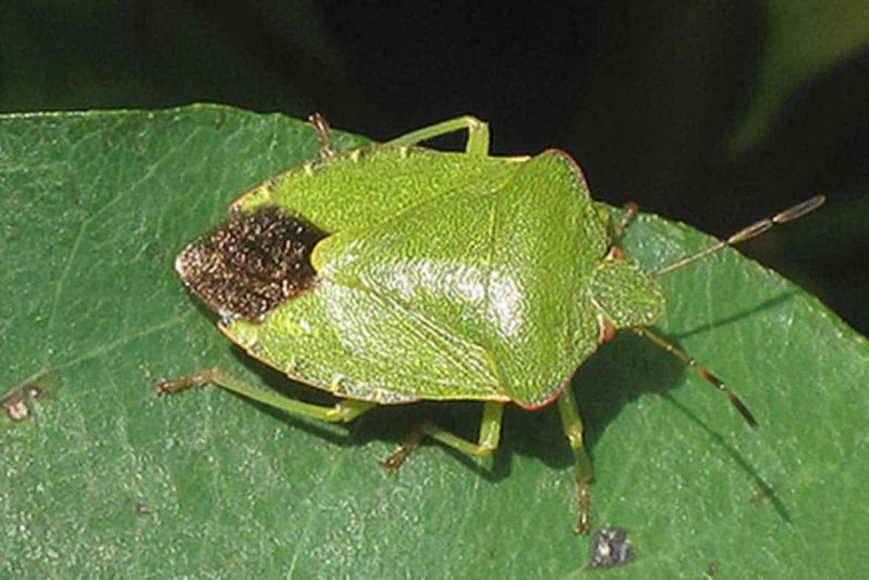 Мохнатая тля Woolly aphids
