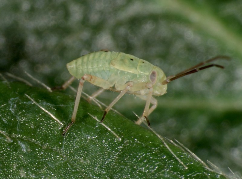 Hypercompe scribonia