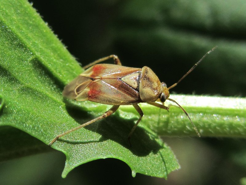 Eurygaster testudinaria