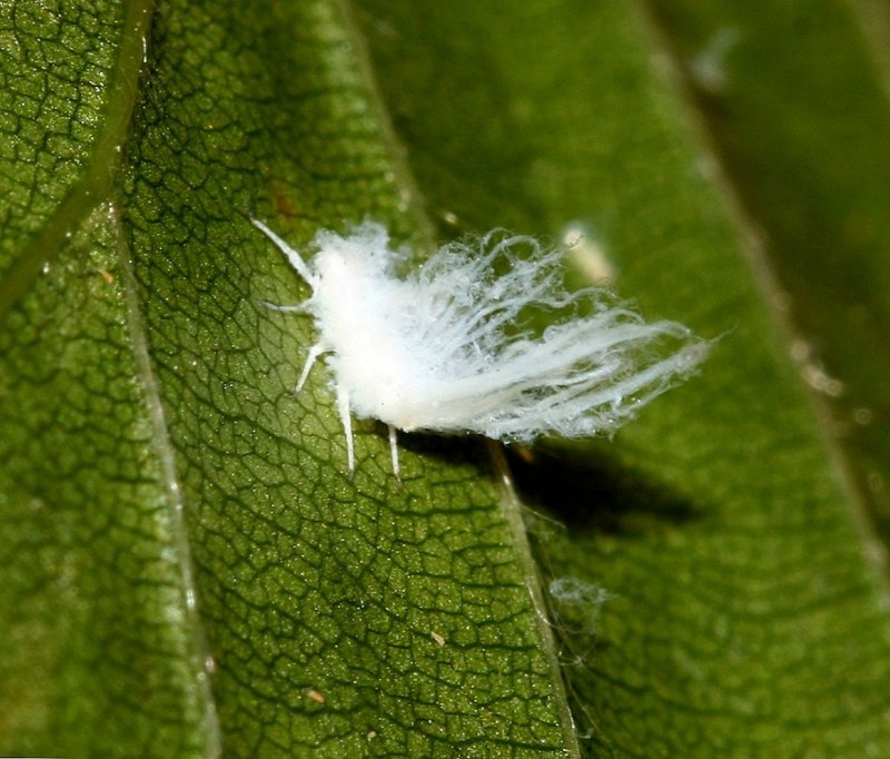 Lepisma saccharina